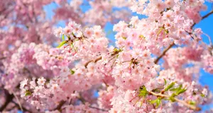 北海道でオススメの桜の名所ランキング ベスト20【2023年版】
