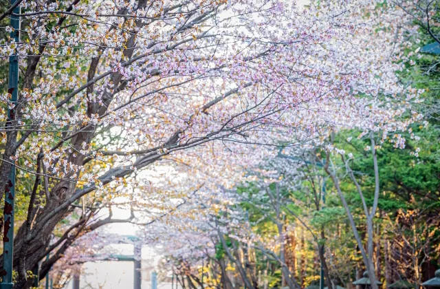 北海道神宮の鳥居と桜