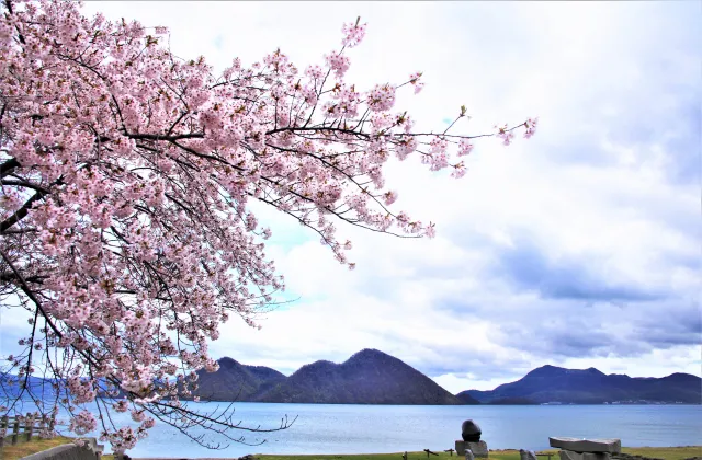 洞爺湖と桜