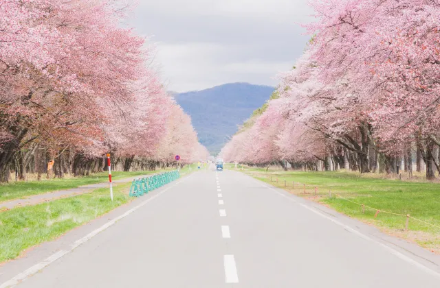 二十間道路桜並木