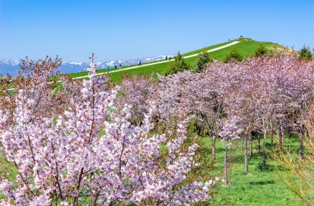 モエレ沼公園 サクラの森